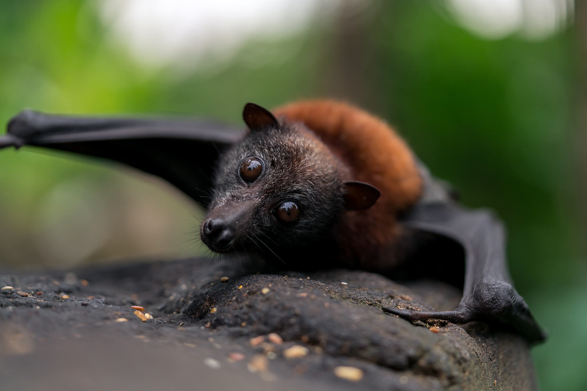 Flying Foxes Create A Poo Storm - Mackay Whitsunday LIfe